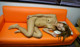 Asami Aizawa - Pornimage Hot Nude P6 No.3869e6